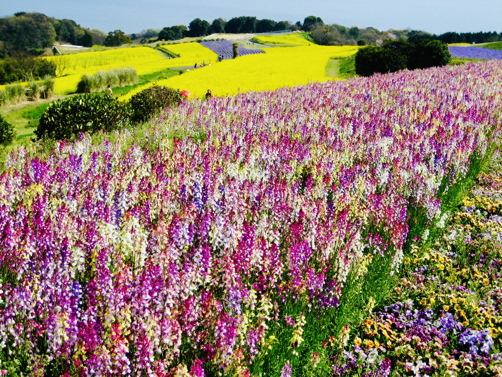 あわじ花さじきの花畑